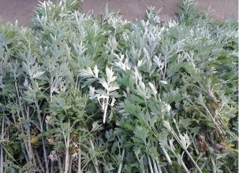 華展貓先生，端午節(jié)，垃圾分類